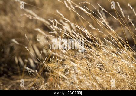 Wild trockene Gräser im Wind Stockfoto