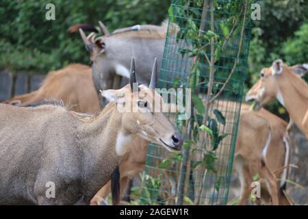 Nahaufnahme des nilgai in der Natur. Nilgai blaue Kuh Bild und Tapeten. nilgai Antilopen, Boselaphus Tragocamelus, im Zoo stehen, Indien Stockfoto