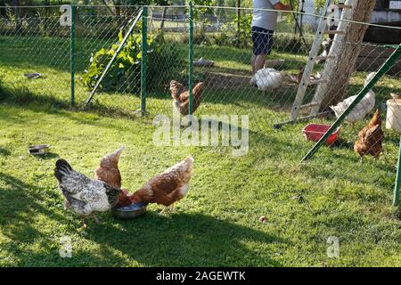 Drei Hühner Essen auf einem Bauernhof Stockfoto