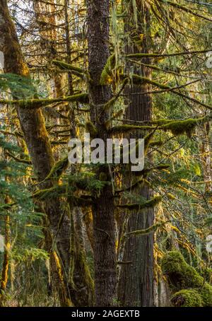 Wald detail, Herz O' the Hills Campground, Olympic National Park, Washington, USA. Stockfoto