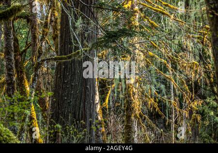 Wald detail, Herz O' the Hills Campground, Olympic National Park, Washington, USA. Stockfoto