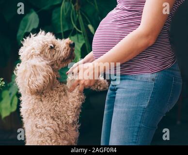 Nahaufnahme der schwangeren Frau und ihrem Hund spielen im Park. Stockfoto