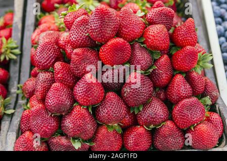 Frische reife perfekte Erdbeere - Essen Hintergrund Stockfoto