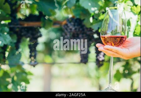 Frau mit Glas Rotwein im Weinberg. Weinprobe im Weingut. Erzeugung von Weintrauben und Wein machen. Stockfoto