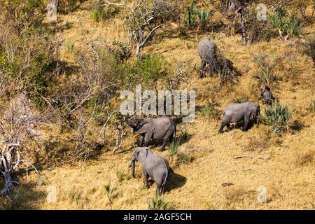 Elefanten, die im Gebüsch hüten, Savanne, Luftaufnahme, Okavango Delta, Hubschrauberflug, Botsuana, Südafrika, Afrika Stockfoto