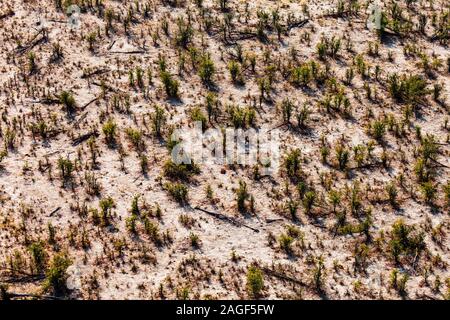 Büsche und Wüstengegend, Luftaufnahme, Okavango Delta, Hubschrauberrundflug, Botsuana, Afrika Stockfoto