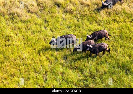 Büffel auf Savanne, Grasland, Luftaufnahme von Okavango Delta, mit dem Hubschrauber, Botswana, Südafrika, Afrika Stockfoto