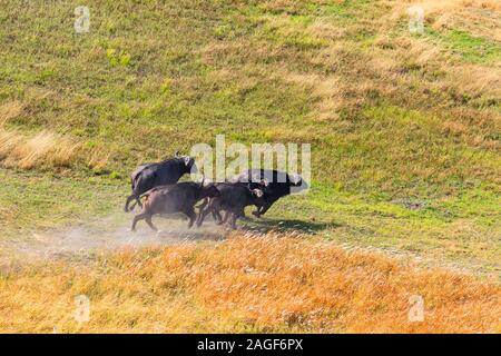 Büffel auf Savanne, Grasland, Luftaufnahme von Okavango Delta, mit dem Hubschrauber, Botswana, Südafrika, Afrika Stockfoto