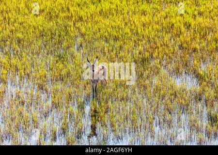 Männchen-Raufbold-Rennen und Aussichtspunkt auf Sumpfgrasfeld von Feuchtgebieten, Luftaufnahme von Okavango Delta, per Hubschrauber, Botswana, Südafrika, Afrika Stockfoto