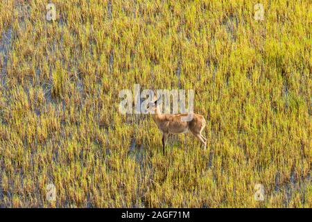 Männchen-Raufbold-Rennen und Aussichtspunkt auf Sumpfgrasfeld von Feuchtgebieten, Luftaufnahme von Okavango Delta, per Hubschrauber, Botswana, Südafrika, Afrika Stockfoto