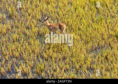 Männchen-Raufbold-Rennen und Aussichtspunkt auf Sumpfgrasfeld von Feuchtgebieten, Luftaufnahme von Okavango Delta, per Hubschrauber, Botswana, Südafrika, Afrika Stockfoto