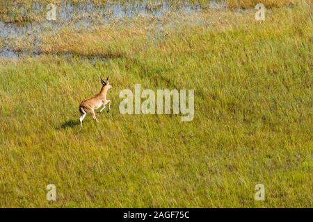 Männchen-Raufbold-Rennen und Aussichtspunkt auf Sumpfgrasfeld von Feuchtgebieten, Luftaufnahme von Okavango Delta, per Hubschrauber, Botswana, Südafrika, Afrika Stockfoto