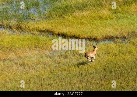 Männchen-Raufbold-Rennen und Aussichtspunkt auf Sumpfgrasfeld von Feuchtgebieten, Luftaufnahme von Okavango Delta, per Hubschrauber, Botswana, Südafrika, Afrika Stockfoto