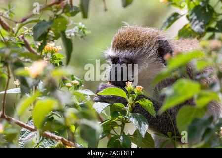 Fütterung Meerkatze im Lake Chamo im natürlichen Lebensraum, im natürlichen Lebensraum, Arba Minch, Äthiopien Tierwelt Stockfoto