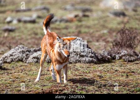 Die Jagd sehr seltene ENDEMISCHE äthiopischen Wolf, Canis simensis, Sanetti Plateau in Bale Berge, Afrika Äthiopien Tierwelt. Nur etwa 440 Wolfs überlebt Stockfoto