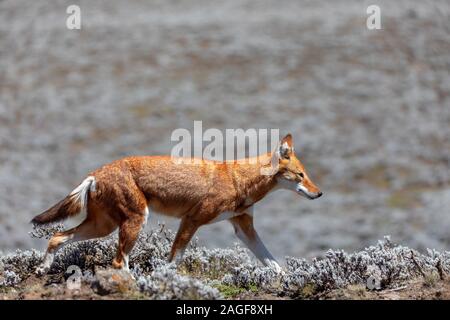 Die Jagd sehr seltene ENDEMISCHE äthiopischen Wolf, Canis simensis, Sanetti Plateau in Bale Berge, Afrika Äthiopien Tierwelt. Nur etwa 440 Wolfs überlebt Stockfoto