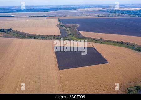 Felder mit reifer Mais. Und die Felder mit der Ernte bis zum Horizont. Drone Ansicht Stockfoto