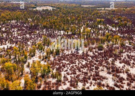 Busch und Wüste Gegend in der nähe von Maun, Luftaufnahme von Okavango Delta, durch Hubschrauber, Botswana, Afrika Stockfoto