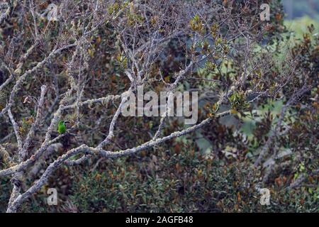 Gräulich-throated Toucanet - Santa Marta (Aulacorhynchus Toucanet albivitta; Unterarten lautus) in den Wäldern der Sierra Nevada de Santa Marta Stockfoto