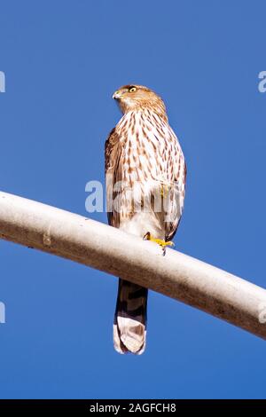 In der Nähe von Cooper's hawk thront auf einem street light Pole an einem sonnigen Tag, Santa Barbara, Kalifornien; Stockfoto