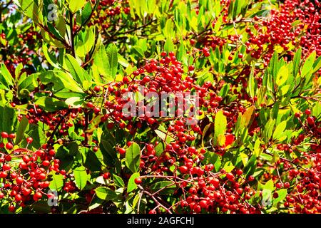 Leuchtend rote Toyon (heteromeles) Beeren, Kalifornien; Toyon wird auch durch den gemeinsamen Namen Christmas Berry und Weihnachten Holly aufgrund der auffälligen roten b bekannt Stockfoto