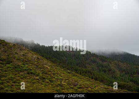 Spanien, Teneriffa, schöne Luftaufnahme über grüne Bäume und Wald, die Berge von masca auf Neblig verregneten Tag Stockfoto