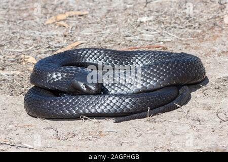 Halbinsel Tiger Schlange aus Kangaroo Island in Australien Stockfoto