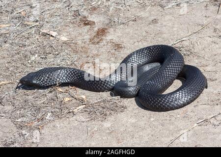 Halbinsel Tiger Schlange aus Kangaroo Island in Australien Stockfoto