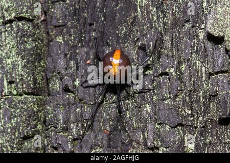 Australische Redback Spider Stockfoto