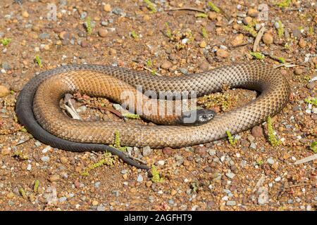 Halbinsel Tiger Schlange aus Kangaroo Island in Australien Stockfoto