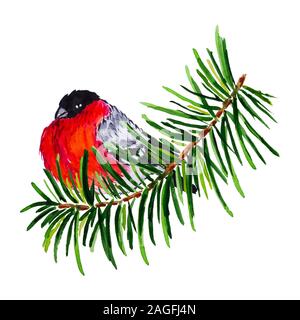 Aquarell Gimpel auf der Fir Tree Branch isoliert auf den weißen Hintergrund. Weihnachten Winter Szene Stockfoto