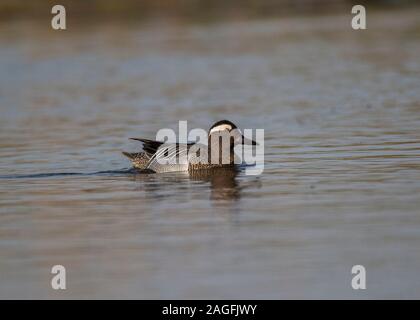 Krickente (Anas querquedula), männlich Schwimmen, Hortobágy, Nationalpark Hortobágy, Ungarn Stockfoto