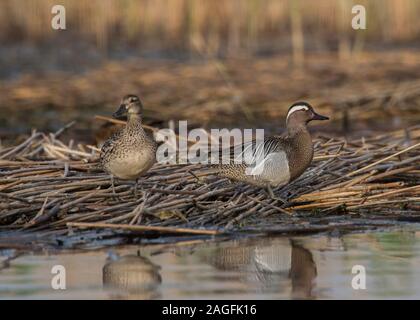 Krickente (Anas querquedula), Hortobágy, männlichen und weiblichen sitzen auf Schilf, Nationalpark Hortobágy, Ungarn Stockfoto