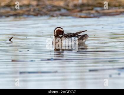 Krickente (Anas querquedula), männlich Schwimmen, Hortobágy, Nationalpark Hortobágy, Ungarn Stockfoto