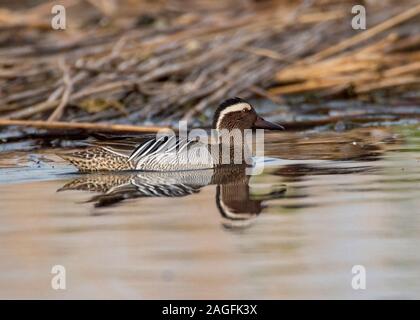 Krickente (Anas querquedula), männlich Schwimmen, Hortobágy, Nationalpark Hortobágy, Ungarn Stockfoto