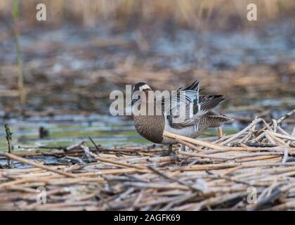 Krickente (Anas querquedula), männlich ruht auf Schilf, Hortobágy, Nationalpark Hortobágy, Ungarn Stockfoto