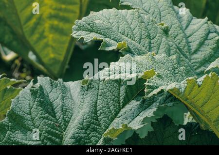 Nahaufnahme der schönen Texturen auf dem großen Grün Blätter Stockfoto