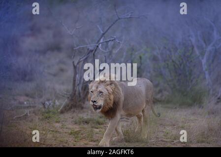 Selektive Fokusaufnahme eines Löwen, der um seinen herum läuft Gebiet Stockfoto