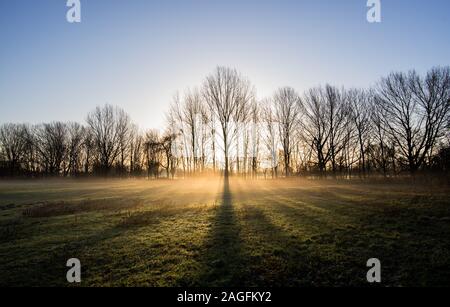 Laatzen, Deutschland. 19 Dez, 2019. Die Sonne steigt in hellen Morgen Nebel hinter Bäumen in der Leinemasch südlich von Hannover. Credit: Julian Stratenschulte/dpa/Alamy leben Nachrichten Stockfoto