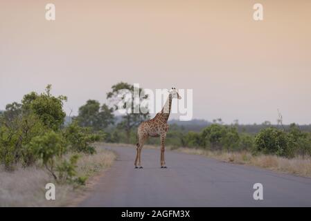 Selektive Fokusaufnahme einer Giraffe, die auf einer leeren Giraffe steht Straße Stockfoto