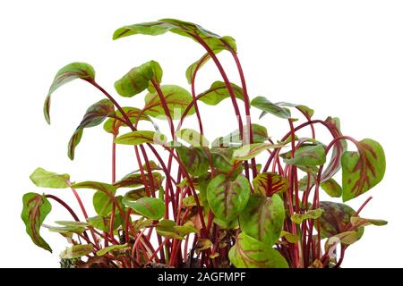 Frischer Sauerampfer Sprößlinge auf Weiß isoliert. Microgreens. Stockfoto