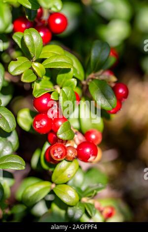 Rote cranberry Berry im natürlichen Natur. Wald Berry, umweltfreundliches Produkt. Behandlung zu Hause. Stockfoto