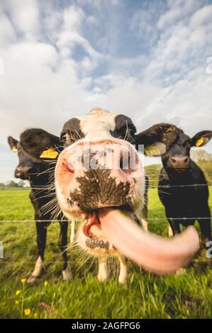 Vertikale Aufnahme einer Kuh, die ihre Zunge herausstellt Ein Feld in Deutschland Stockfoto