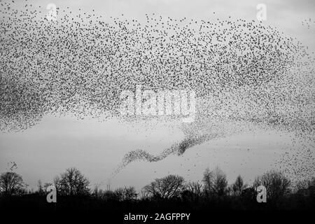 Common Starling, Sturnus vulgaris, murmuration, die wie ein Tornado der Vögel an ripon als in eine kommunale Roost zu helfen predation vermeiden Stockfoto