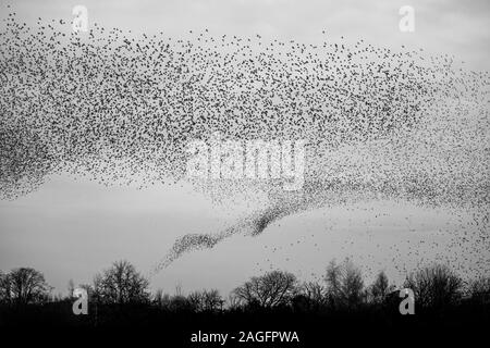 Common Starling, Sturnus vulgaris, murmuration, die wie ein Tornado der Vögel an ripon als in eine kommunale Roost zu helfen predation vermeiden Stockfoto