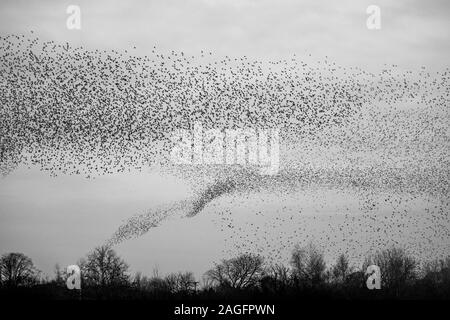 Common Starling, Sturnus vulgaris, murmuration, die wie ein Tornado der Vögel an ripon als in eine kommunale Roost zu helfen predation vermeiden Stockfoto