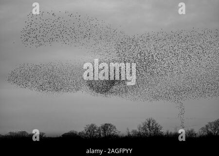 Common Starling, Sturnus vulgaris, murmuration, die wie ein Tornado der Vögel an ripon als in eine kommunale Roost zu helfen predation vermeiden Stockfoto