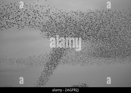 Common Starling, Sturnus vulgaris, murmuration, die wie ein Tornado der Vögel an ripon als in eine kommunale Roost zu helfen predation vermeiden Stockfoto