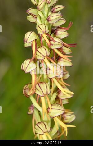 Mann Orchidee (Orchis anthropophora) Nahaufnahme der Blüte Spike, Kent, Engalnd, Mai Stockfoto