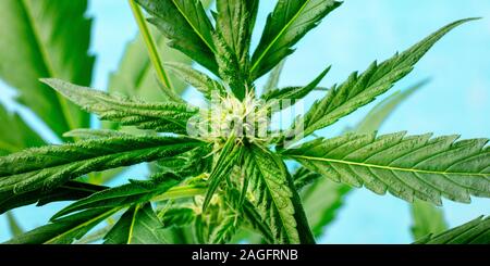 Cannabis bud Panorama auf ein leuchtend blauen Hintergrund, Home wachsende Marihuana Stockfoto